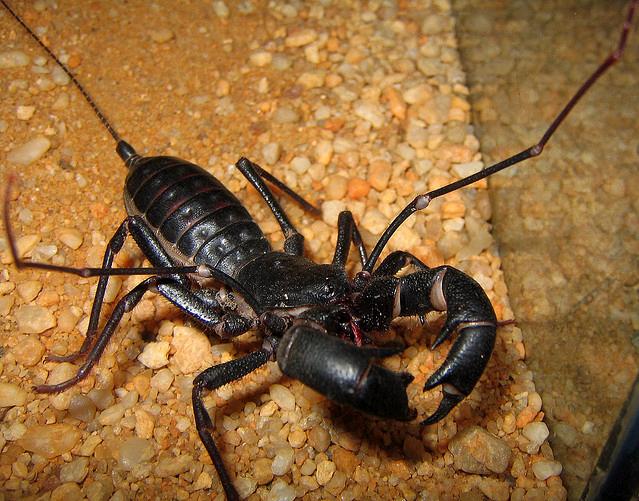 whip scorpion